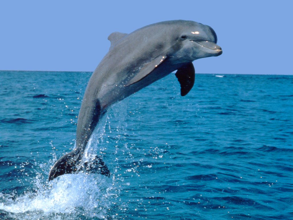 I delfini si drogano non solo il genere umano