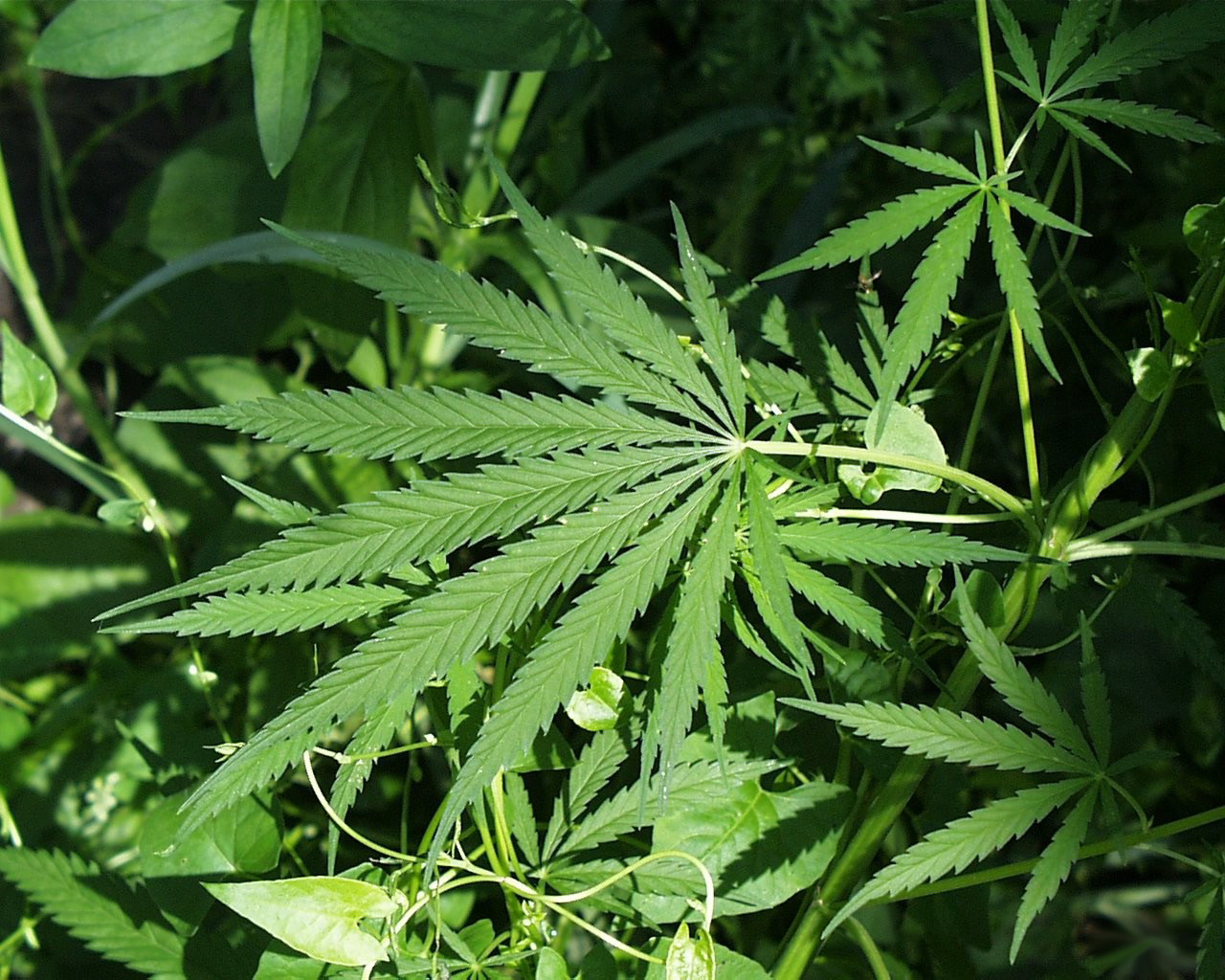 Casalvecchio di Puglia, trovate 78 piantine di Cannabis tra gli ortaggi