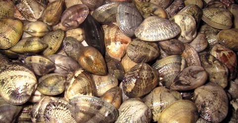 Cagnano, maxi sequestro di vongole, blitz della forestale