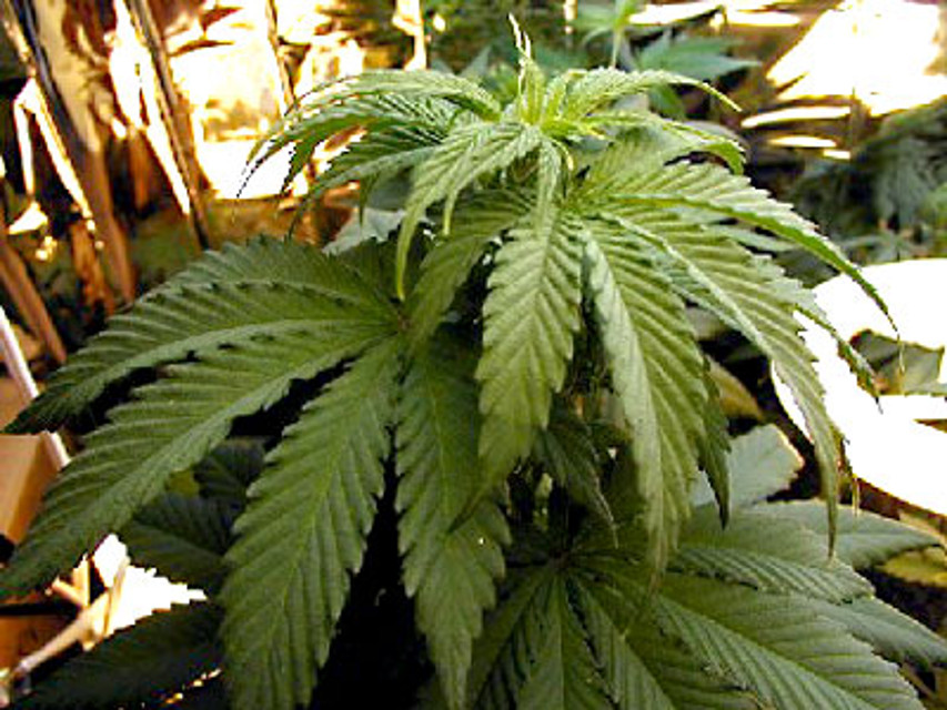 Foggia, 30enne arrestato per coltivazione di marijuana