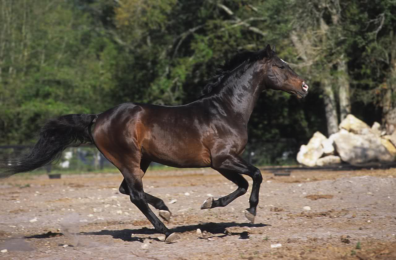 Lucera, i vigili del fuoco traggono in salvo un cavallo precipitato nella piscina di una villa