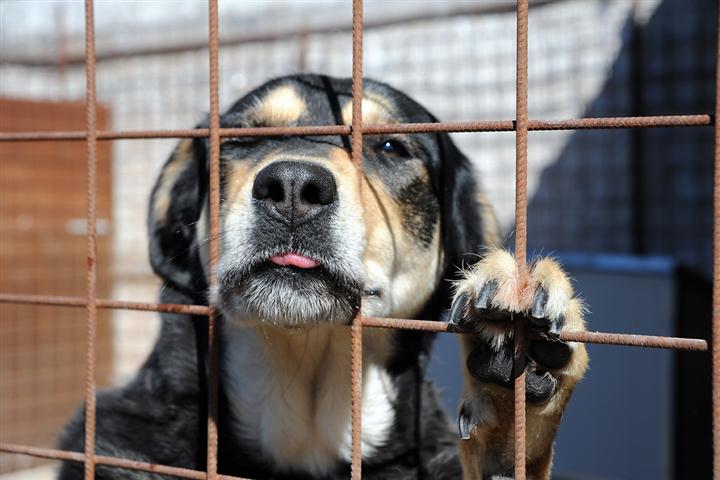 Foggia, adotti un cane? Ti dimezziamo la tassa dei rifiuti