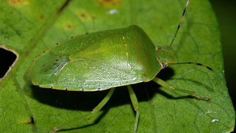 La cimice, uno degli “esseri” più fastidiosi di questo periodo