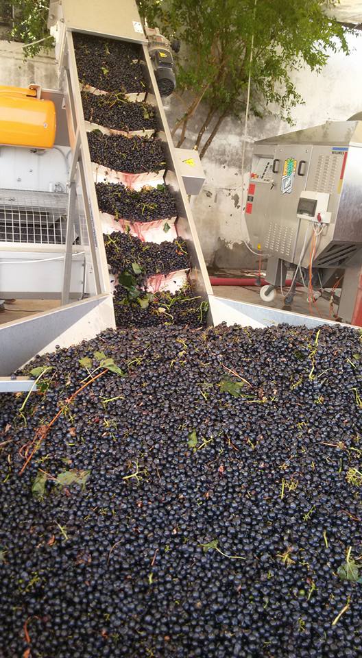 Uva da vino, l’allarme Cia Foggia: prezzi bassi e agricoltori in difficoltà