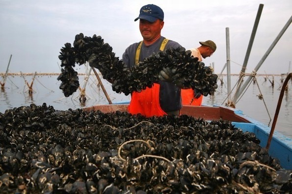 Cagnano Varano, biotossina nelle cozze di Capojale: ASL vieta pesca e vendita