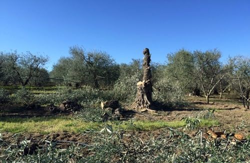 Sradicano 107 alberi e minacciano il proprietario: ARRESTATI due soggetti di Cerignola