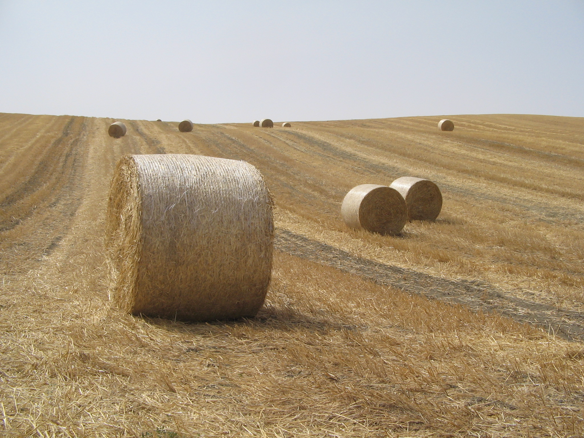 Grano duro, nuova guerra dei prezzi. Cia Foggia: “Governo intervenga”