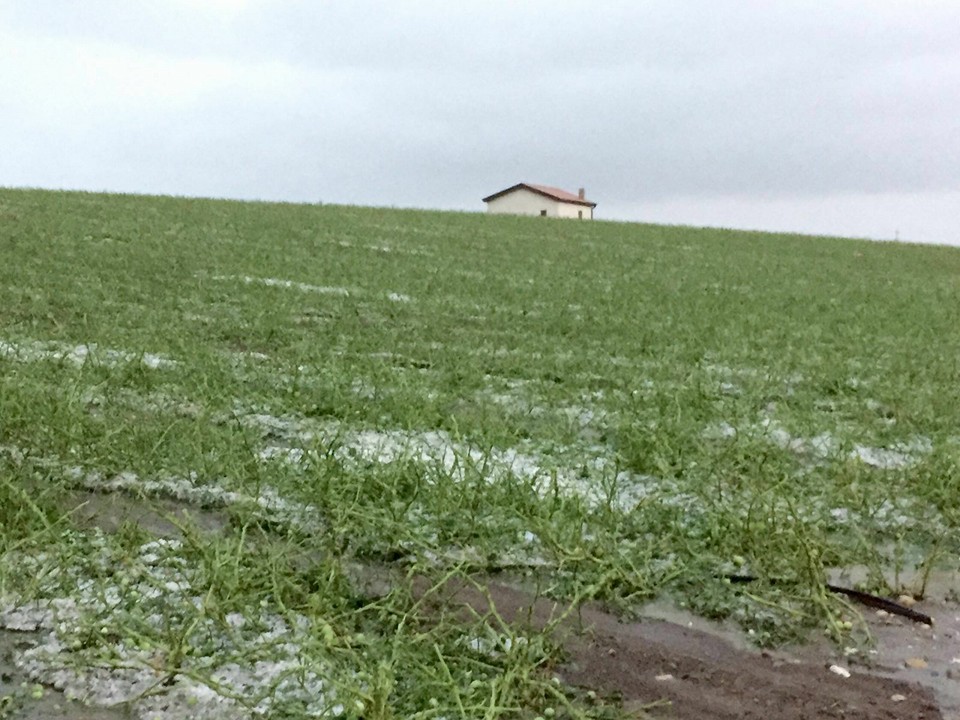 Emergenza Maltempo, Fratelli d’Italia-Allenza Nazionale e Forza Italia di Poggio Imperiale: Siamo vicini agli agricoltori e agli imprenditori agricoli