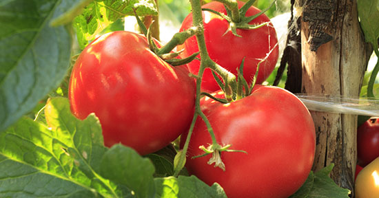 POMODORO, RIUNIONE MINISTERO. CIA PUGLIA, “Incontro positivo, resta l’allarme prezzi”