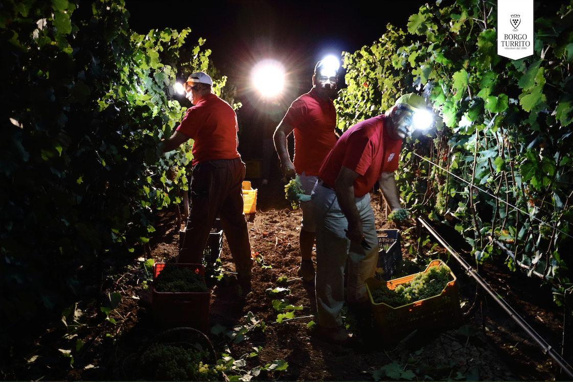 Ecco la notte dell’uva: la vendemmia al chiaro di luna