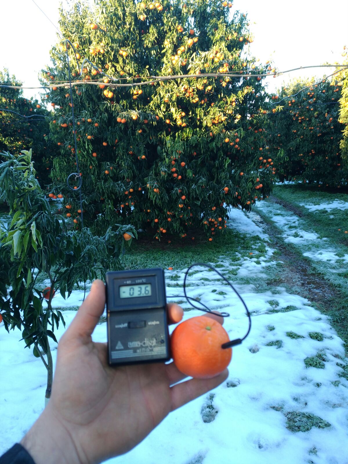 CIA PUGLIA, NEVE E GELO: EMERGONO ALTRI DANNI, PREOCCUPATI PER LENTEZZA PROCEDURE DI SOSTEGNO E RISARCIMENTO