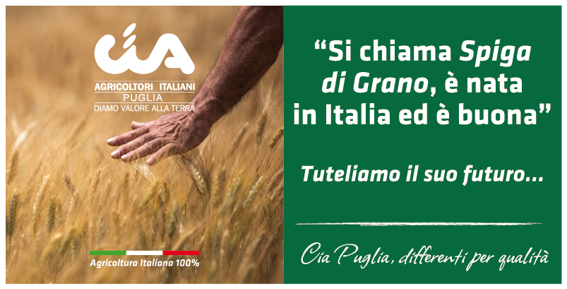 Grano, CIA Puglia: “Battaglia per il made in Italy e contro la disinformazione”