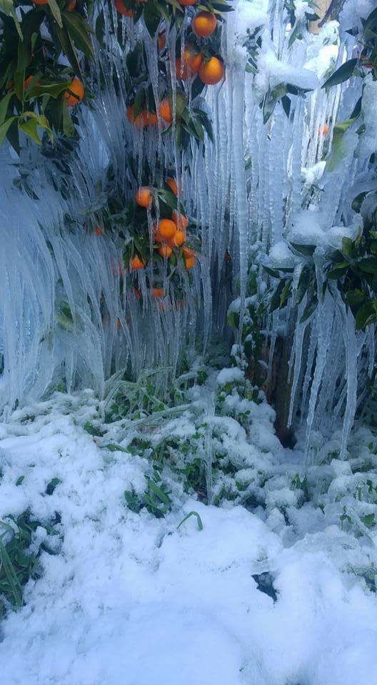 Emergenza neve, CIA Puglia: “Subito sgravi fiscali e fondi straordinari”