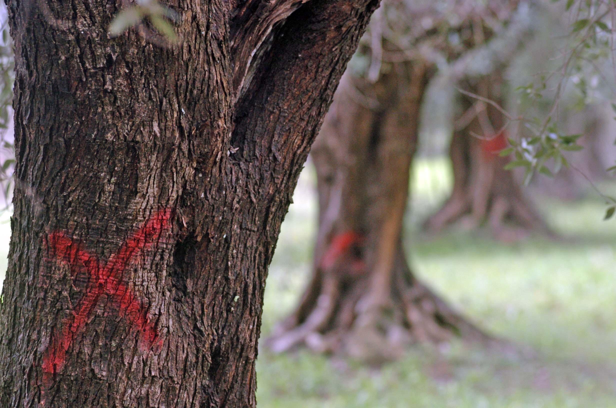 Emergenza Xylella: la Regione ridelimita le aree