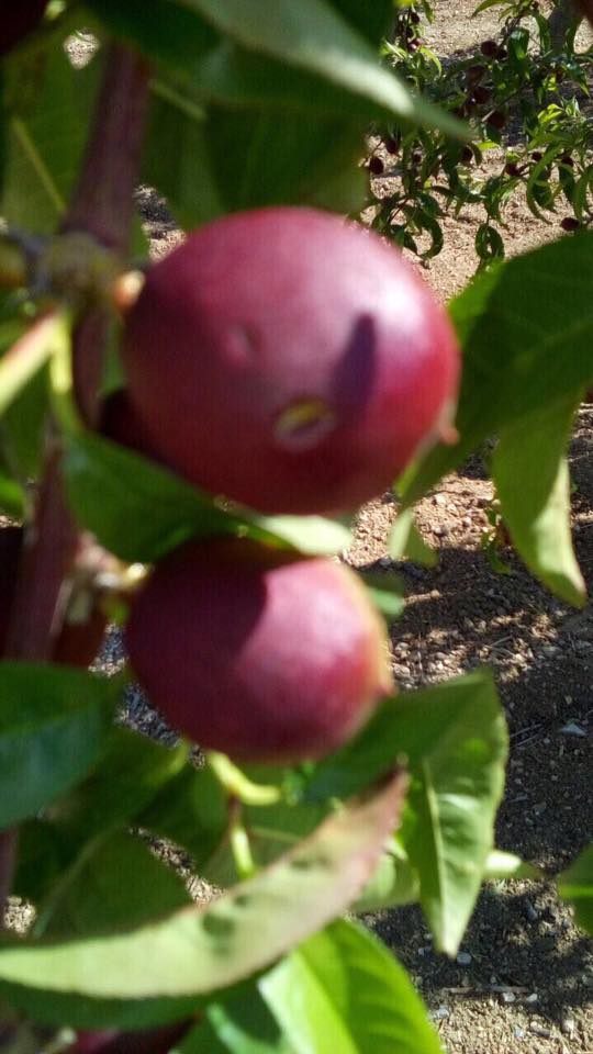 Maltempo, in Puglia la grandine danneggia pesche e albicocche