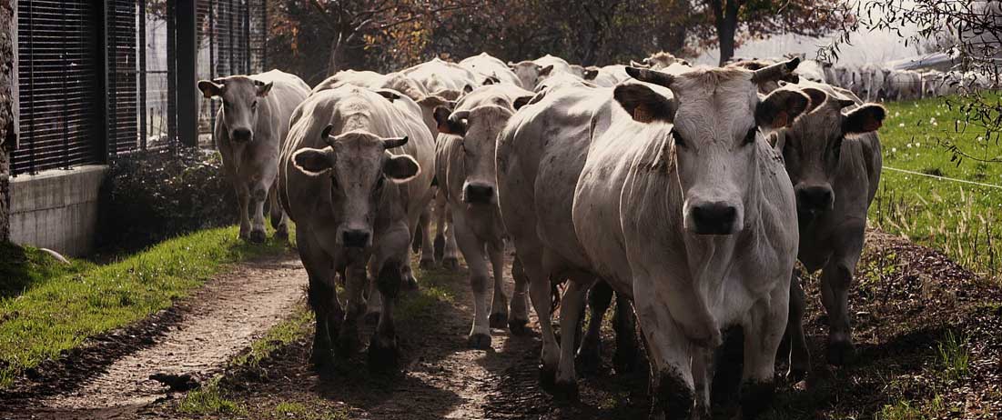 Carne bovina, c’è anche la Puglia nella OI che rilancia i consumi e promuove qualità