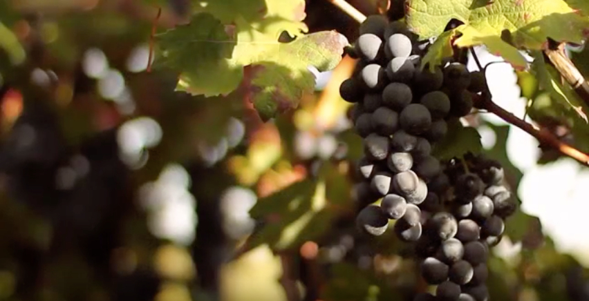 Orsara, Nero di Troia e teatro per l’anteprima della Festa del Vino