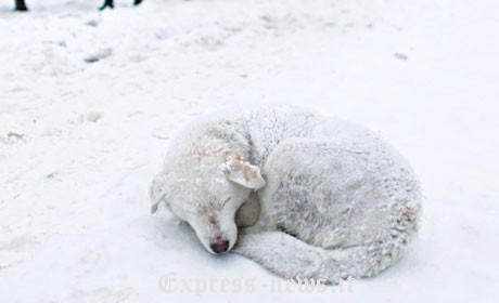 Gelo in Puglia, tanti animali morti. La CIA: “Indennità per le imprese”