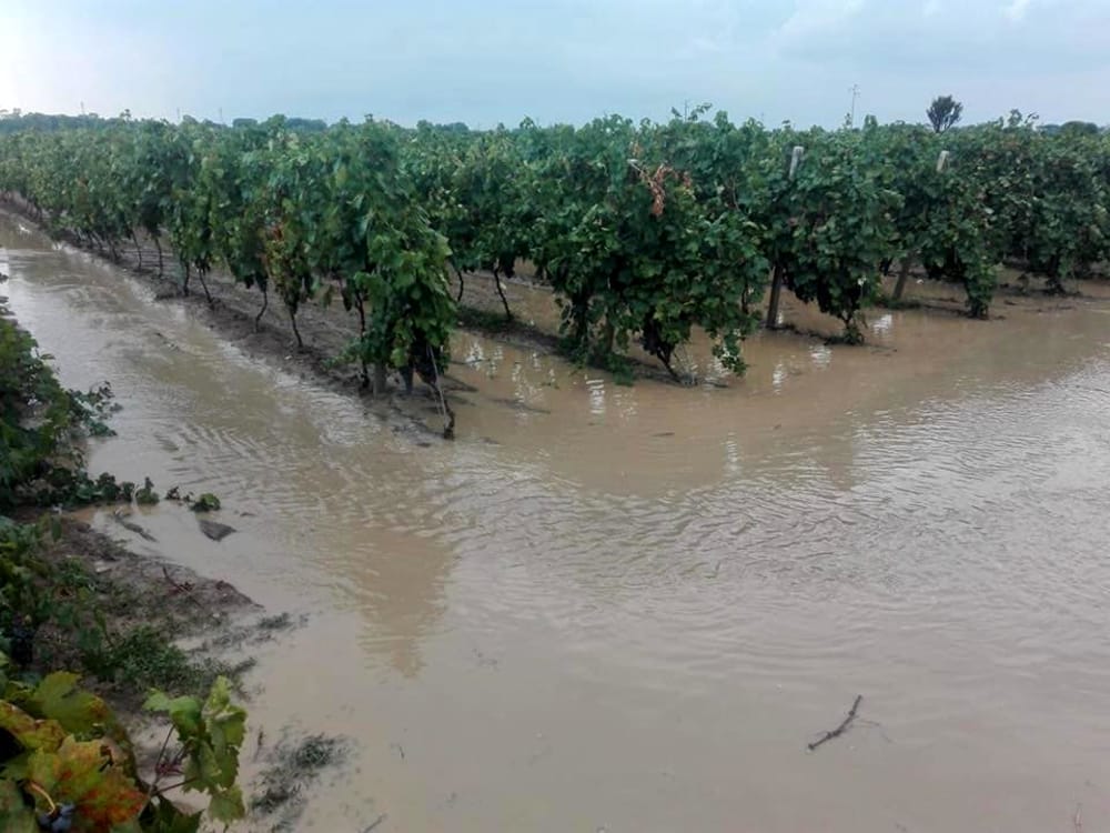 Maltempo, si contano i danni all’agricoltura