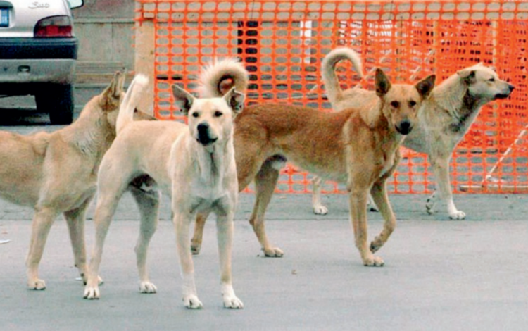 Foggia: è invasa da un branco di cani nomadi che vagabondano senza padrone per la città